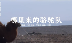 哪里来的骆驼队